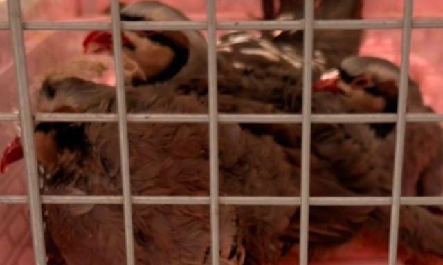 ΕΦΕΤ: Δεν έχουμε καμία εμπλοκή με την παράνομη εκτροφή ζώων σε ταράτσα στους Αμπελόκηπους