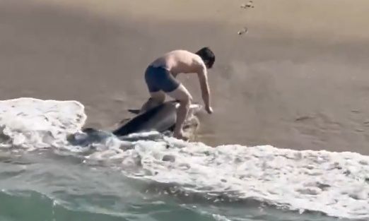 Καλιφόρνια: Ψαράς ελευθερώνει με «γυμνά» χέρια λευκό καρχαρία που είχε μπλεχτεί στο αγκίστρι του