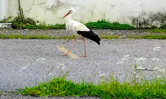 Αγρίνιο: Επέστρεψαν μετά από 50 χρόνια απουσίας οι πελαργοί στη Νέα Αβώρανη