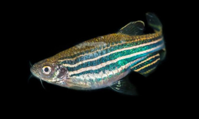 Το «τρίτο μάτι» που βοηθά τα ψάρια να προσανατολιστούν στο βάθος