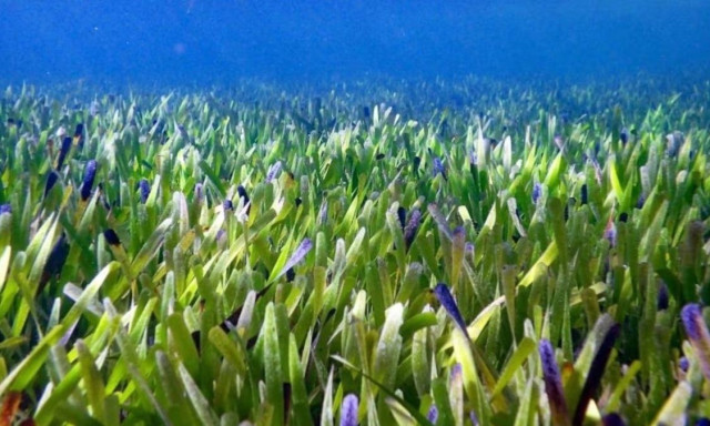 Το γηραιότερο ον βρίσκεται στην Ισπανία και έχει αλλάξει ελάχιστα τα τελευταία εκατομμύρια χρόνια