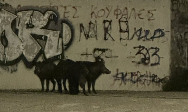 Βόλος: Αγριογούρουνα εμφανίστηκαν κοντά σε περιφερειακό δρόμο