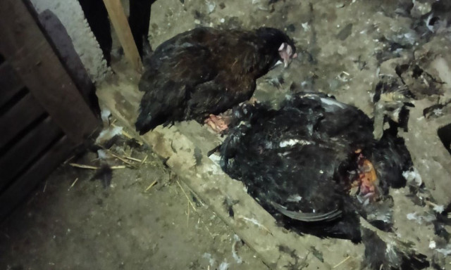 Αναρράχη Εορδαίας: Αρκούδες, λύκοι και... ηλεκτροφόροι φράχτες - Ένα χωριό σε ομηρία