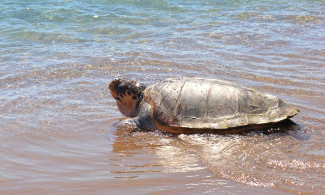 Πρέβεζα: Στη θάλασσα επέστρεψε η χελώνα «Έβερεστ» μετά από διετή μάχη αποκατάστασης