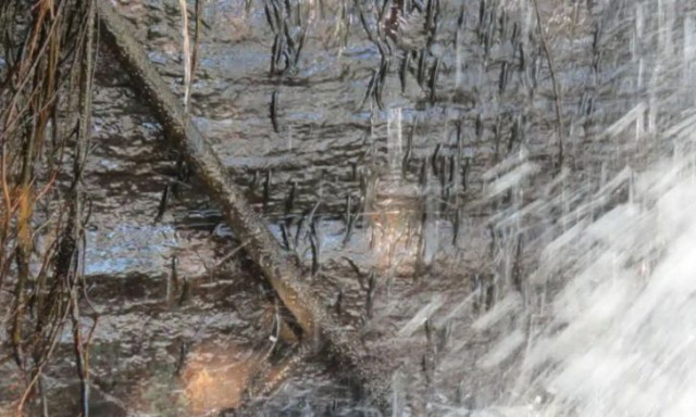 Επιστήμονες κατέγραψαν μικροσκοπικό ψάρι να σκαρφαλώνει καταρράκτη 15 μέτρων μέσα σε λίγα λεπτά