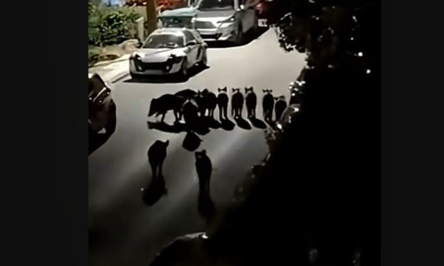 Θεσσαλονίκη: Αγέλη αγριογούρουνων κάνει βόλτες ανενόχλητη έξω από σπίτια στο Πανόραμα