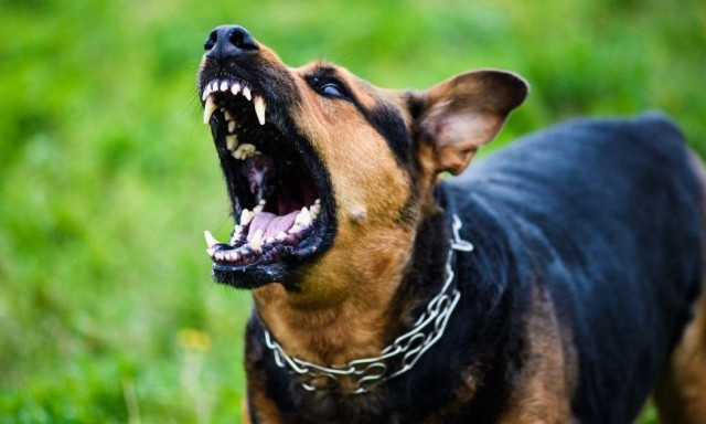 Σκύλος στον Πειραιά δάγκωσε παιδί 2 ετών στο κεφάλι