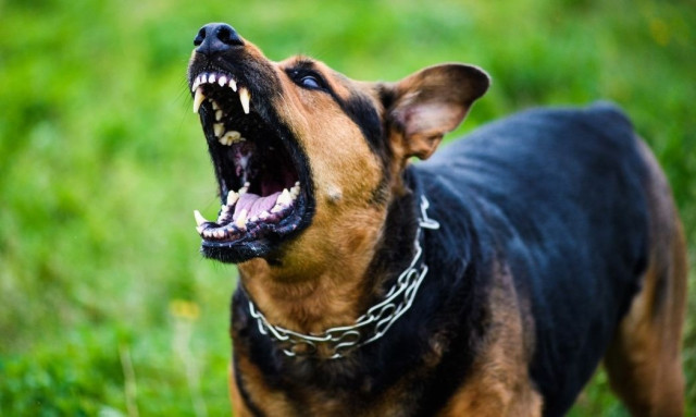 Χανιά: Στη ΜΕΘ διασωληνωμένο 4χρονο παιδί από δαγκώματα σκύλου