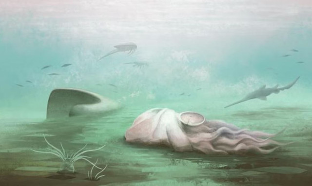 Το «γηραιότερο» χταπόδι στον κόσμο δεν είναι... χταπόδι - Οι επιστήμονες έλυσαν έναν γρίφο δεκαετιών