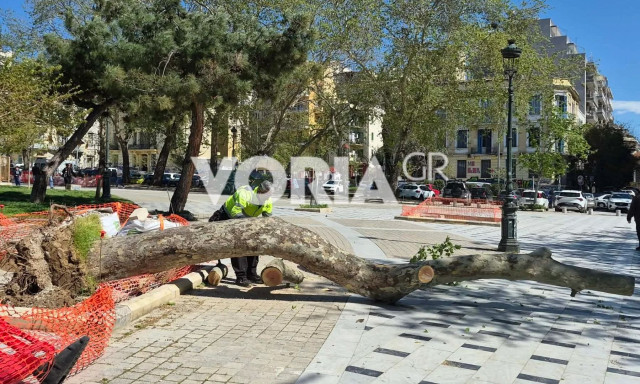 Πτώσεις δέντρων στη Θεσσαλονίκη: Δύο παιδιά τραυματίστηκαν ελαφρά