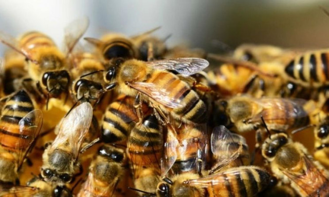 Νέα ελπίδα για τον καρκίνο του μαστού: Το δηλητήριο της μέλισσας στο επίκεντρο