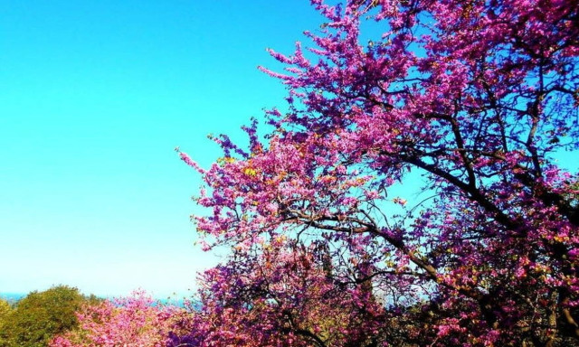 Μεγάλη Πέμπτη: Αυτό είναι το δέντρο του Ιούδα - Εντυπωσιάζει με το ρόδινο χρώμα του