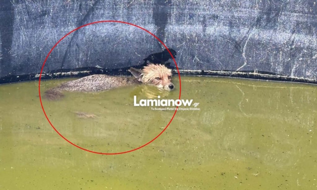 Λαμία: Πυροσβέστες διέσωσαν μικρή αλεπού που είχε εγκλωβιστεί σε δεξαμενή με νερό - Δείτε βίντεο