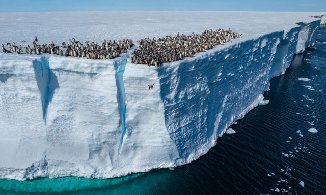 Κλιματική κρίση: Σε κίνδυνο εξαφάνισης οι αυτοκρατορικοί πιγκουίνοι - Πνίγονται μαζικά οι νεοσσοί