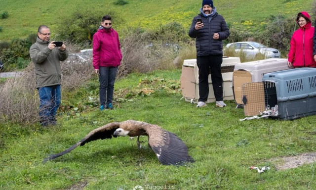 Ρέθυμνο: Η στιγμή που έξι γύπες επιστρέφουν στο φυσικό τους περιβάλλον
