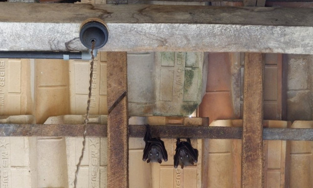 Τι σημαίνει αν πετούν νυχτερίδες πάνω από το σπίτι σας - Και όμως δεν είναι κακό