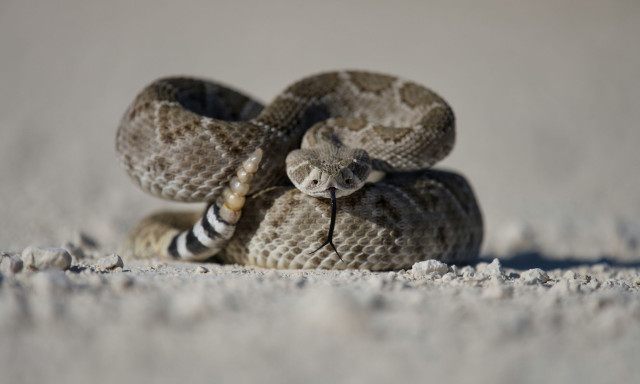 Σύρος: Εκτός κινδύνου ο 13χρονος που δέχθηκε δάγκωμα από οχιά – Η ανακοίνωση του Νοσοκομείου