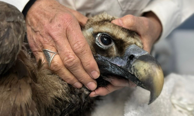 Επιστρέφει η ζωή στη Δαδιά: Ο μαυρόγυπας «Ιωάννα» νίκησε το δηλητήριο και πέταξε ξανά