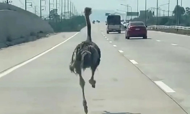 Ταϊλάνδη: Στρουθοκάμηλος απέδρασε από καφέ και δημιούργησε χάος σε αυτοκινητόδρομο – Δείτε βίντεο