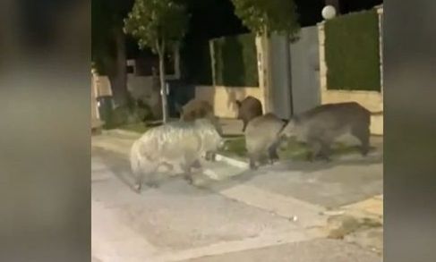 Εκάλη: Εμφανίστηκαν ξανά αγριογούρουνα - Ανησυχία για τους κατοίκους