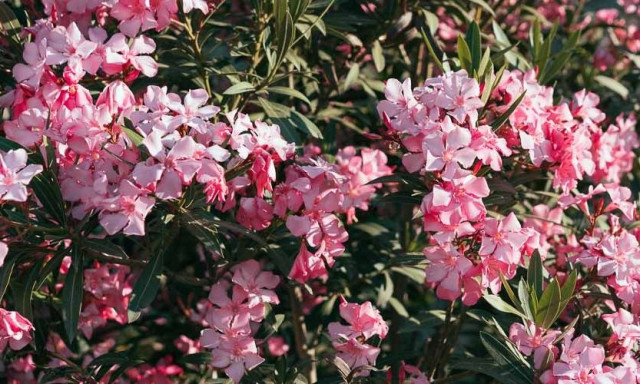 Διχάζει η οδηγία για την απομάκρυνση της πικροδάφνης από σχολεία, παιδικές χαρές, πλατείες