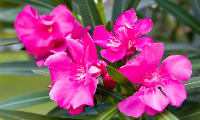 Πικροδάφνη: Περίφραξη περιοχών και σήμανση φυτών συστήνει ο ΕΟΔΥ - Τα συμπτώματα δηλητηρίασης