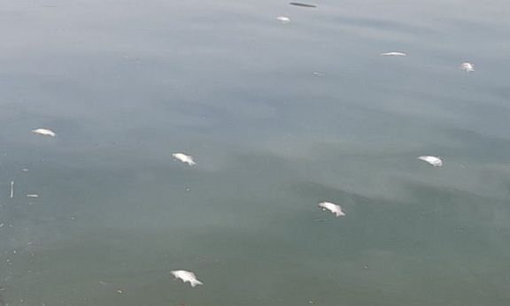 Ιωάννινα: Νεκρά ψάρια εντοπίζονται στη λίμνη Παμβώτιδα - Άμεση κινητοποίηση του δήμου