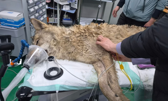 Νότια Κορέα: Βρήκαν τον λύκο που δραπέτευσε πριν 9 ημέρες από ζωολογικό κήπο