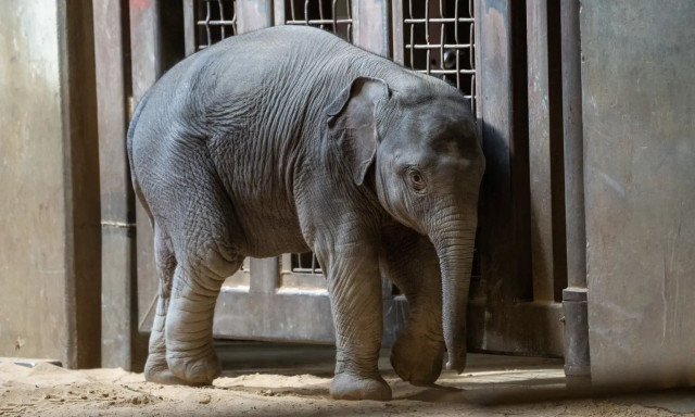 Γνωρίστε τη Linh Mai: Το ελεφαντάκι που απορρίφθηκε από τη μητέρα του - Κοινή μοίρα με τον Παντς