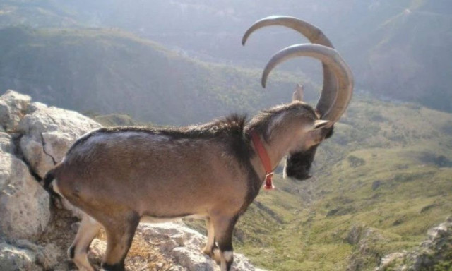 Το απίστευτο λάθος που κάνουμε όλοι με τα Κρι-Κρι της Κρήτης