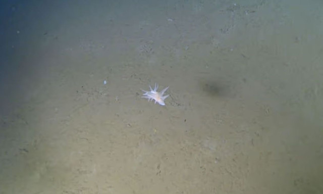 Επιστήμονες μπερδεμένοι από άγνωστο “θηρίο” που εντοπίστηκε σε βάθος 30.000 ποδιών