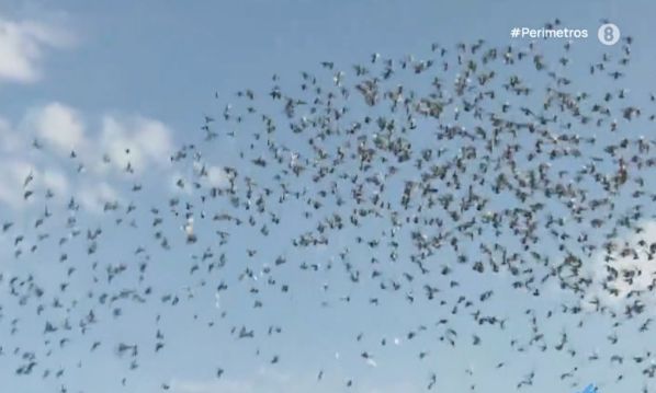 Αλεξανδρούπολη: Πάνω από πέντε χιλιάδες ταχυδρομικά περιστέρια ξεχύθηκαν στον ουρανό