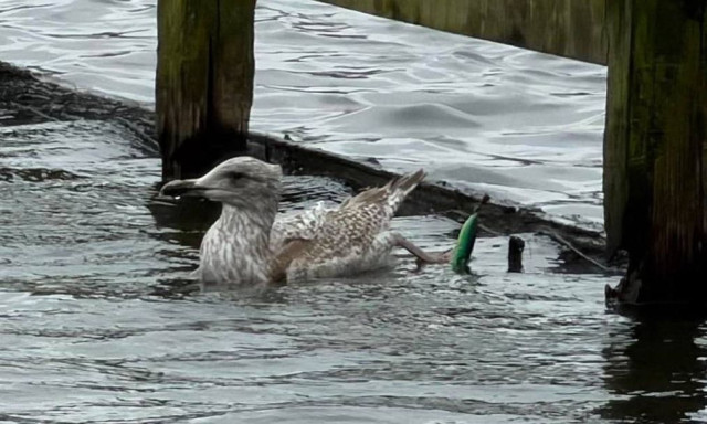 Βρετανία: Εντυπωσιακή διάσωση γλάρου από τα δίχτυα του θανάτου - Τον ονόμασαν Υπομονή