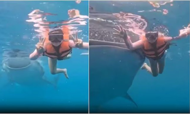 Φαλαινοκαρχαρίας σε photobombing με κολυμβήτρια - Η αντίδρασή της