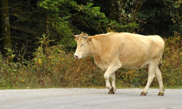 Σίνδος: Αγελάδα βγήκε βόλτα στην Εθνική Οδό και προκάλεσε κυκλοφοριακό κομφούζιο