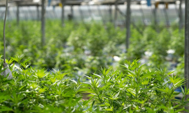 Παγκόσμια Ημέρα Κάνναβης: Όσα δεν ξέρατε για το πιο αμφιλεγόμενο φυτό