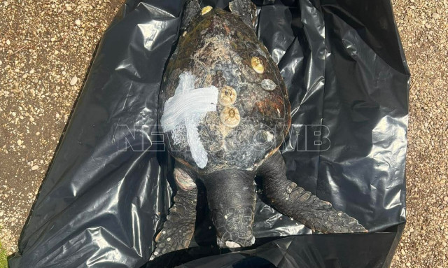 Άλιμος: Εντοπίστηκε νεκρή χελώνα καρέτα - καρέτα - Φωτογραφίες και βίντεο