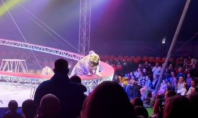 Τρόμος σε τσίρκο: Τίγρης ξέφυγε από το κλουβί και πήδηξε στο κοινό - Βίντεο που κόβει την ανάσα