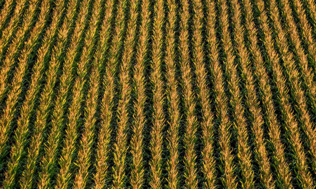 Τραγωδία στην Κοζάνη: Νεκρός σε χωράφι 67χρονος αγρότης