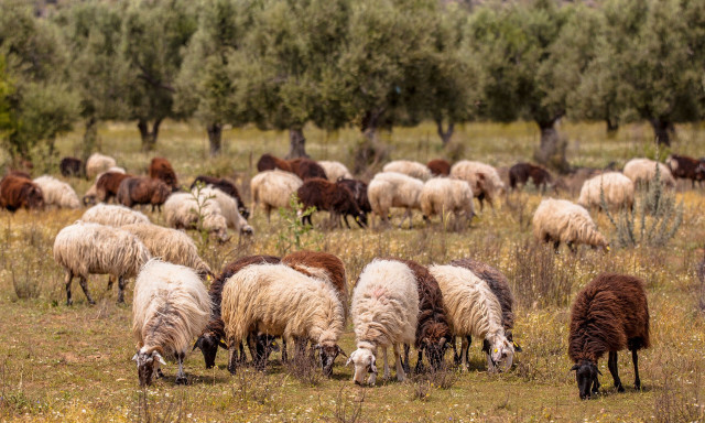Aφθώδης πυρετός: Αναστολή φορολογικών και ασφαλιστικών υποχρεώσεων και απαλλαγή από δημοτικά τέλη