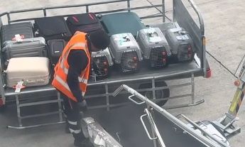 Εργαζόμενος στο «Ελ. Βενιζέλος» υποδέχεται γατάκια με τον πιο γλυκό τρόπο – Βίντεο