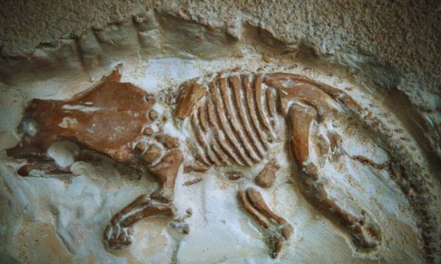 Για 20 χρόνια οι επιστήμονες πίστευαν ότι αυτά τα μικροσκοπικά απολιθώματα ήταν μίνι δεινόσαυρο