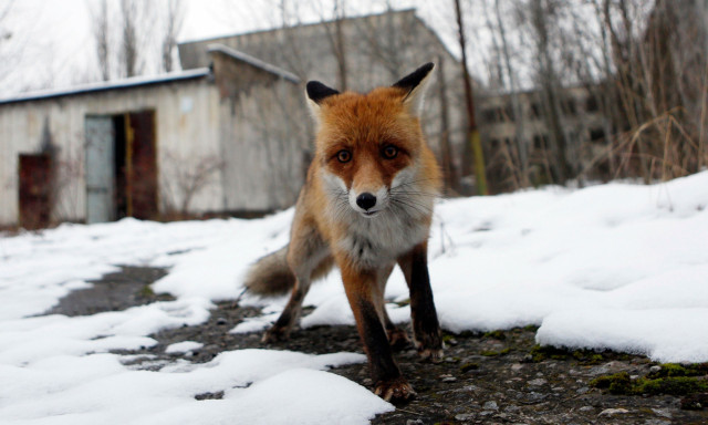 Από πυρηνικό εφιάλτη σε οικολογικό «παράδεισο»: Πώς μοιάζει σήμερα το Τσερνόμπιλ