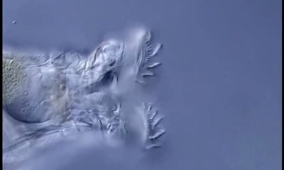 Επιστήμονες «ανέστησαν» αρχαίο «σκουλήκι-ζόμπι» 24.000 ετών από τους πάγους - Μετά αναπαράχθηκε