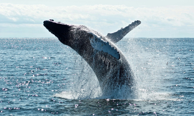 Πώς μια πρωτεΐνη των φαλαινών θα μπορούσε να βοηθήσει τους ανθρώπους να ζήσουν έως και 200 χρόνια