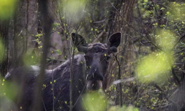 Οι επιστήμονες αναλύουν το μεγαλύτερο παράδοξο στο Τσερνόμπιλ: «Είναι πολύ καλύτερα από ό,τι πριν»