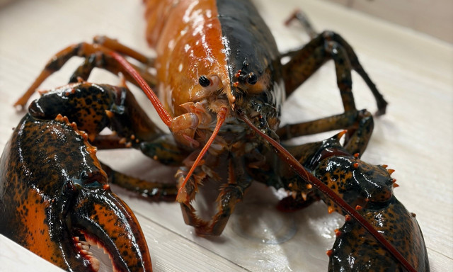 Ψαράδες έσωσαν σπάνιο δίχρωμο αστακό και τον δώρισαν σε ενυδρείο - Είναι μισός πορτοκαλί, μισός καφέ