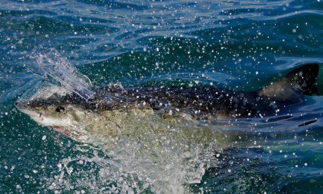 Οι καρχαρίες υπερθερμαίνονται - Η αύξηση της θερμοκρασίας των ωκεανών τους ωθεί στα άκρα