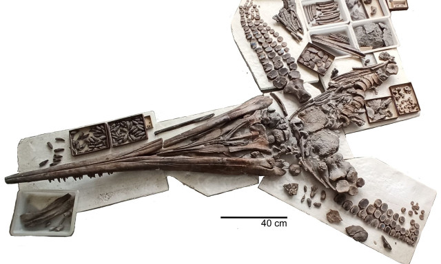 Θαλάσσιος θηρευτής ηλικίας 180 εκατομμυρίων ετών με 100 δόντια καταβρόχθιζε πέτρες για να επιβιώσει