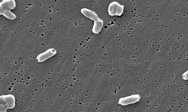 ΕΦΕΤ: Ανακαλούνται παρτίδες αποξηραμένου βότανου – Εντοπίστηκε σαλμονέλα